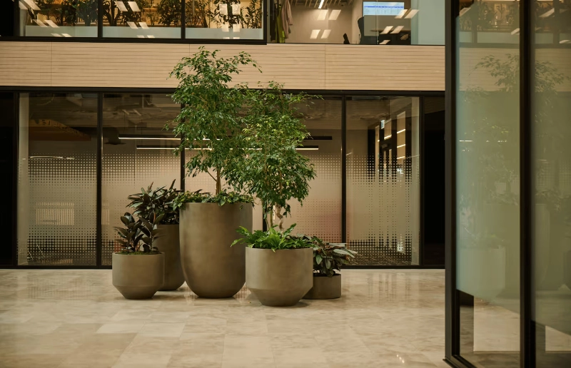 Taupe planters of ficus trees and tropical foliage grouped on the marble floor in front of frosted glass offices at 33 Broadway.