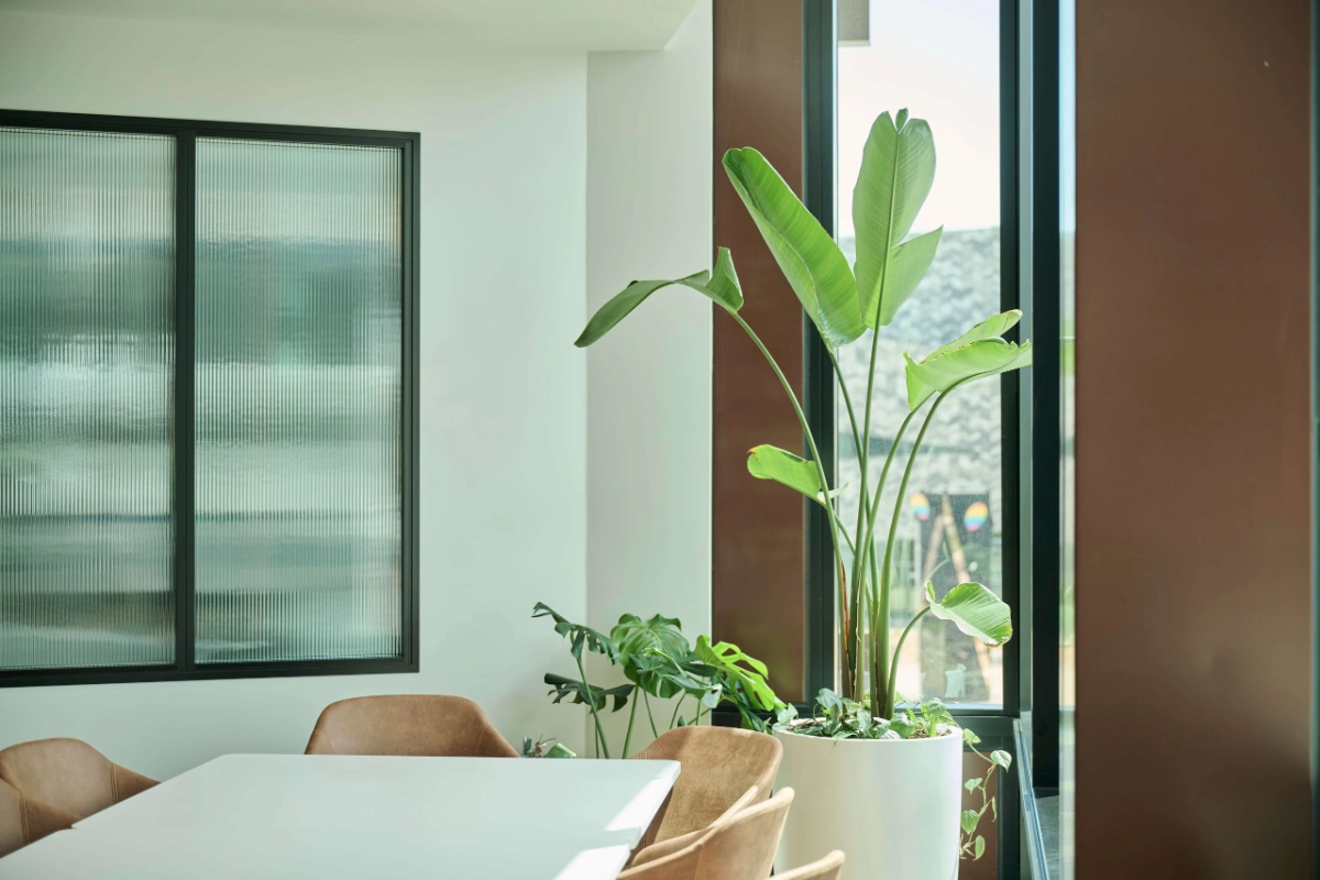 Strelitzia and Monstera in a white planter beside a meeting table and window.