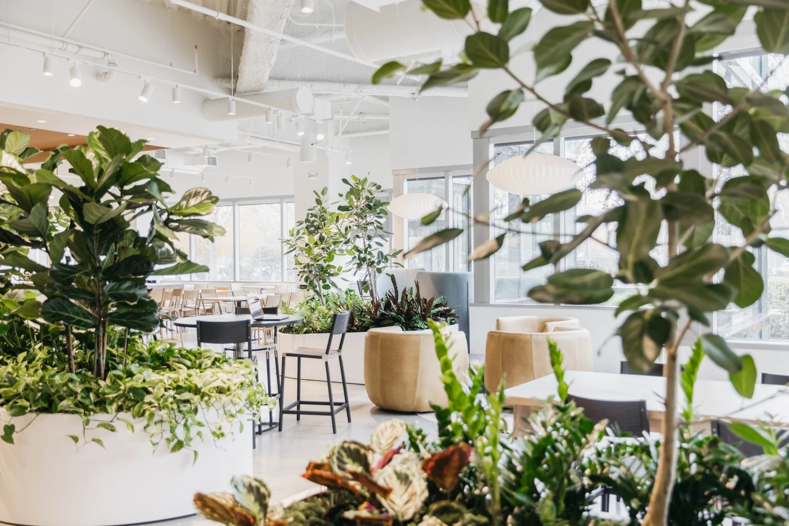 Fiddle leaf figs and layered foliage in curved white planters around seating at the Branch Hub, Bishop Ranch.