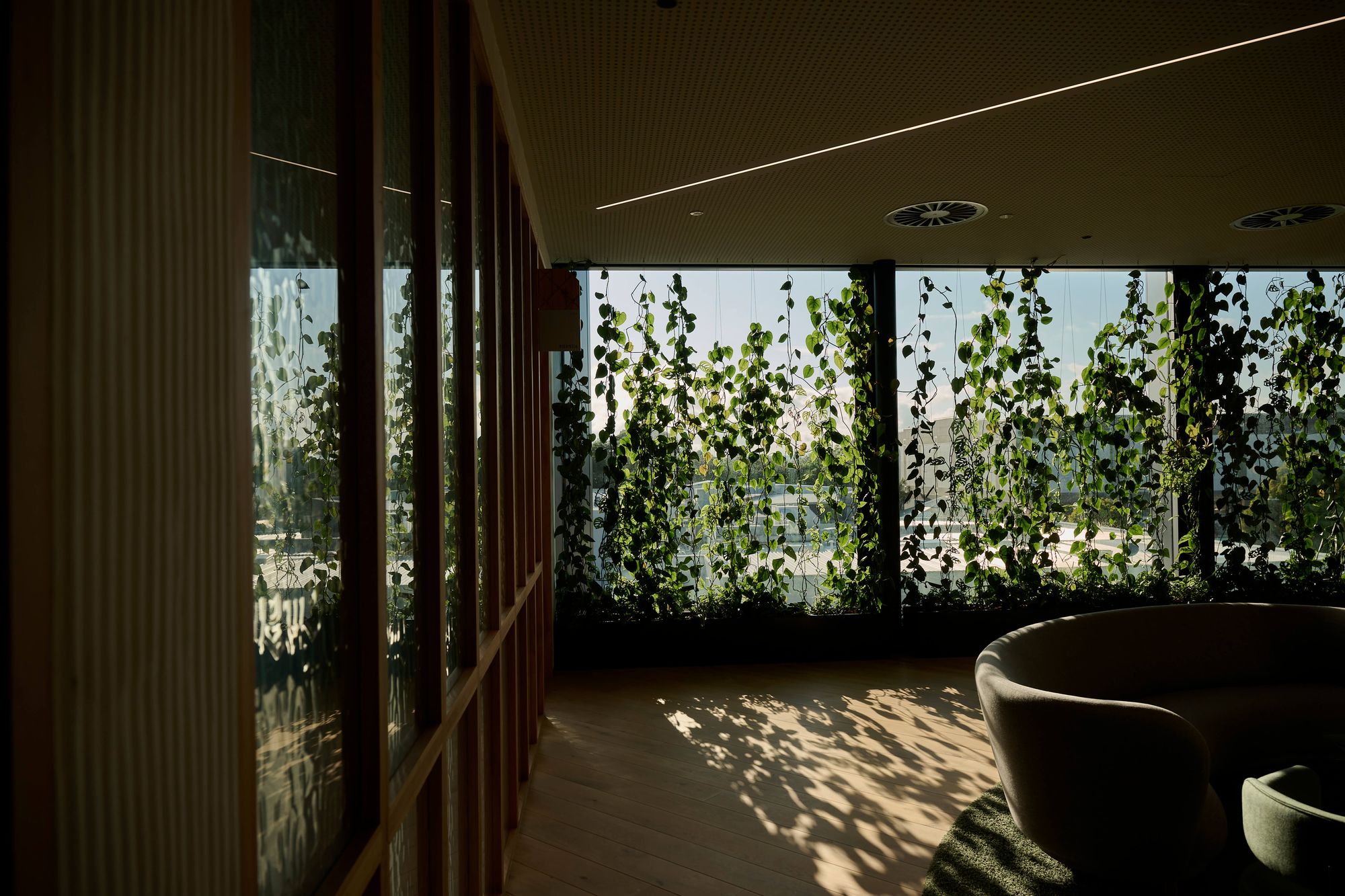 Floor-to-ceiling trailing pothos vines screening the glazed perimeter of a lounge.