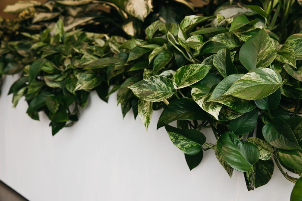 Close-up of variegated pothos spilling over a curved white planter.