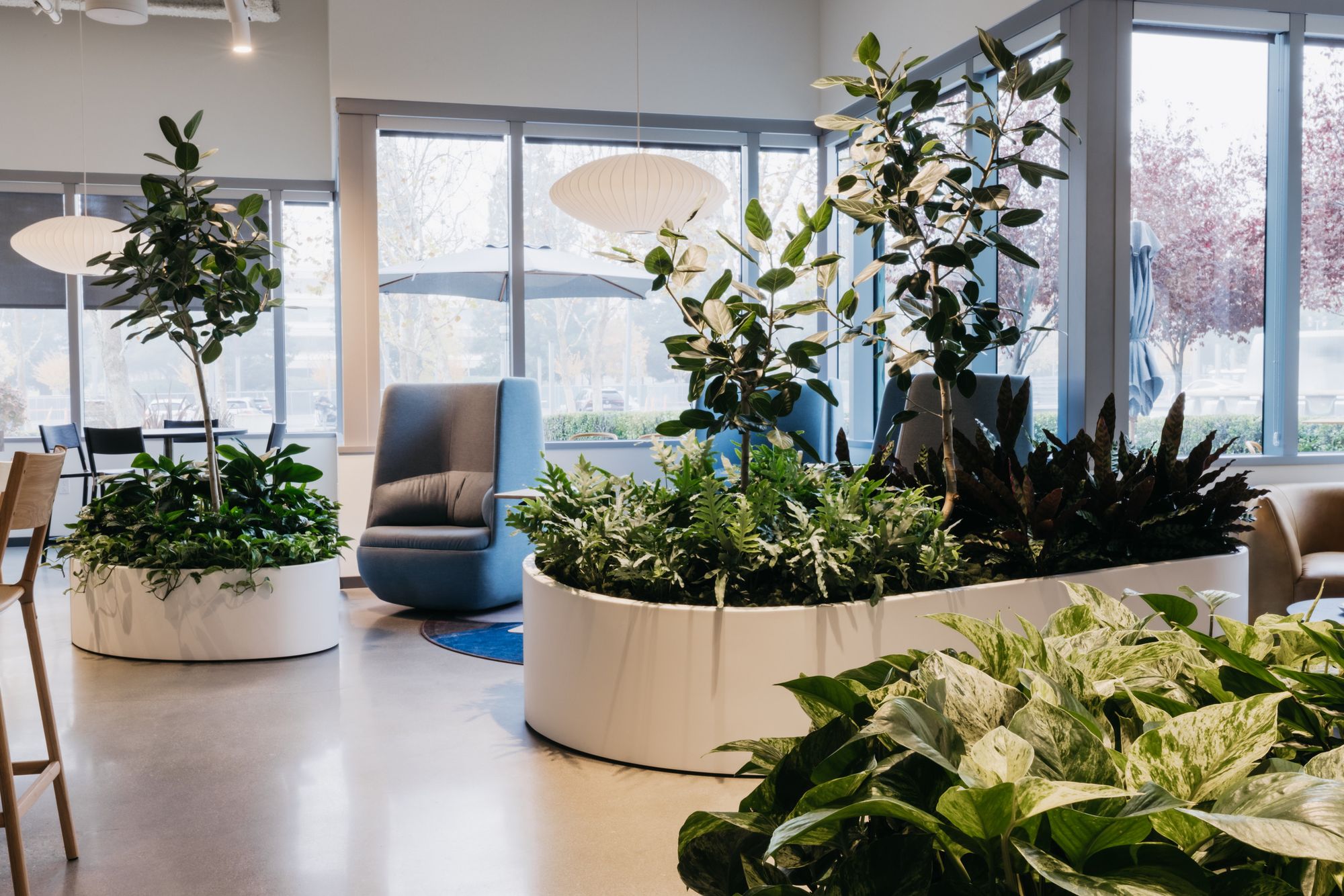 Rubber trees and tropical planting in curved white planters around blue lounge seating.