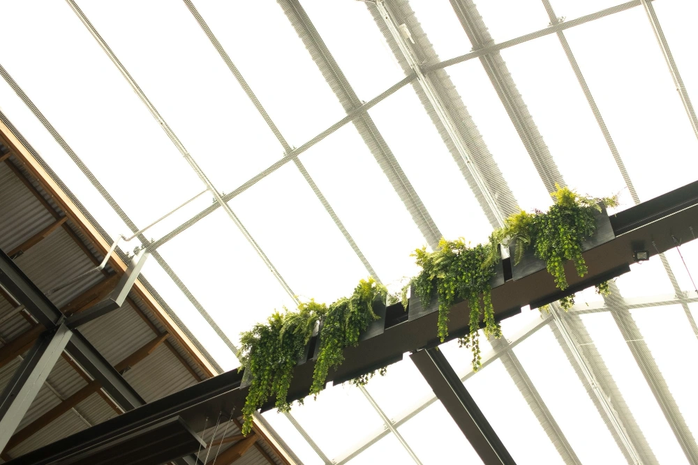 Trailing plants along a steel roof beam beneath the glass canopy.