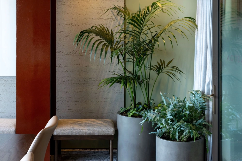 Kentia palm and blue star fern in grey concrete planters beside a bench at Goodman Fielder