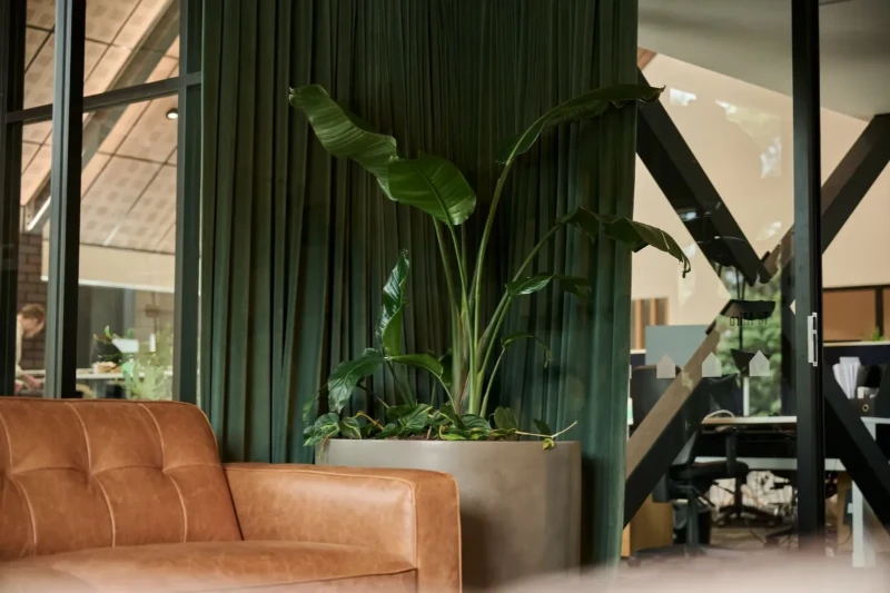 Bird of paradise in a concrete planter beside a leather sofa and green curtain at Home NZ