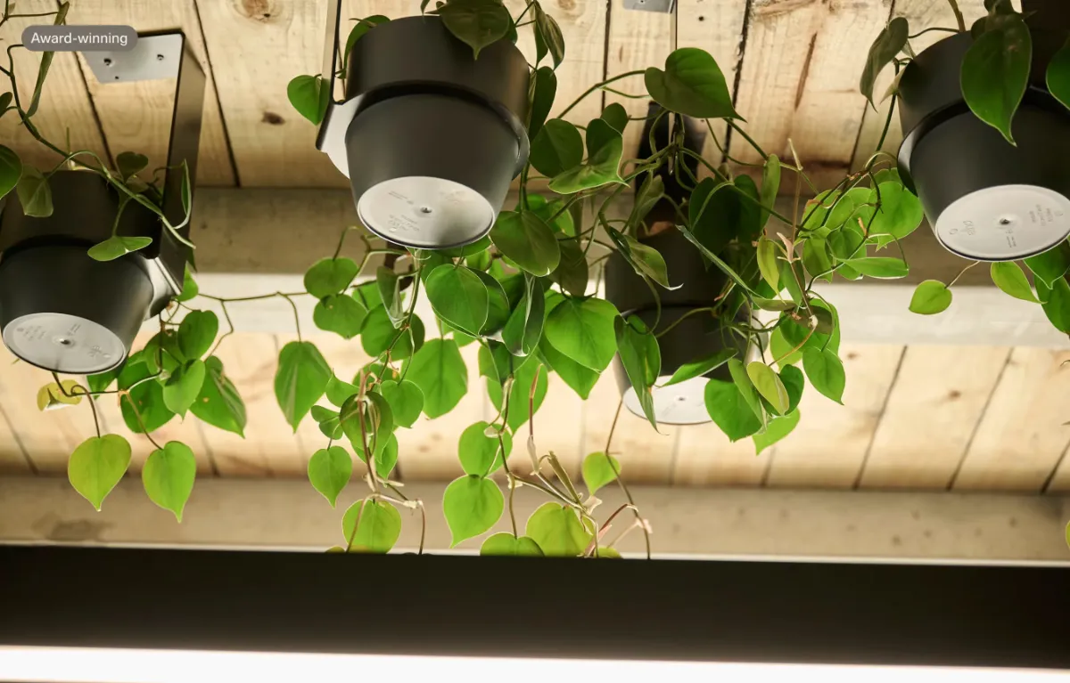 Pothos trailing from black planters hung beneath the timber ceiling at Home NZ