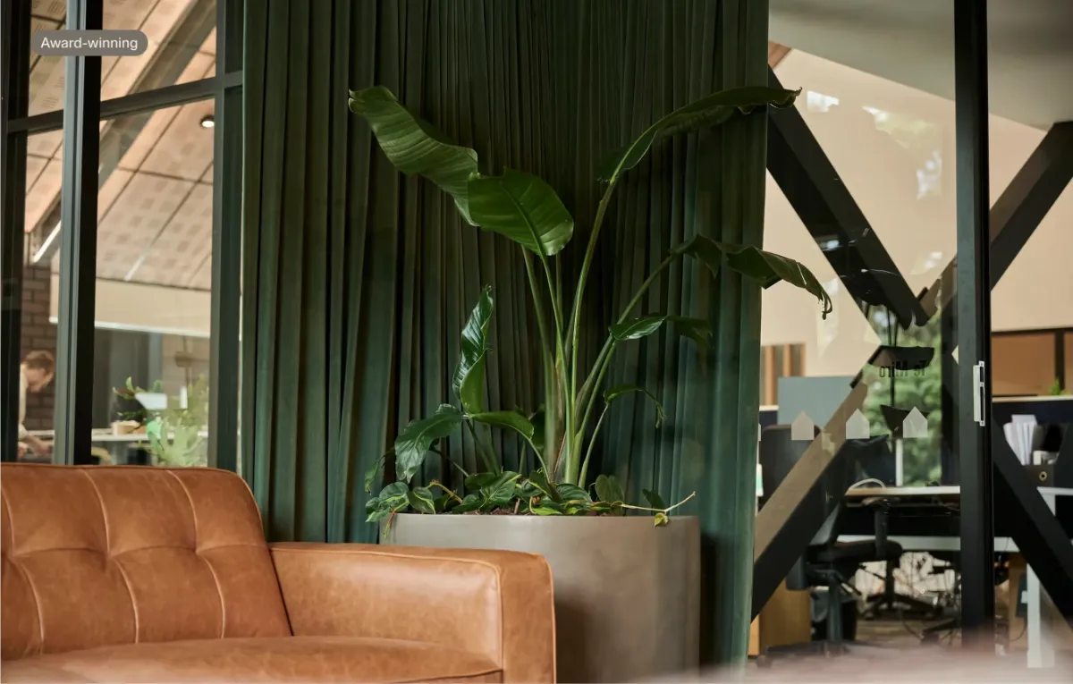 Bird of paradise in a concrete planter by a leather sofa and green curtain at Home NZ