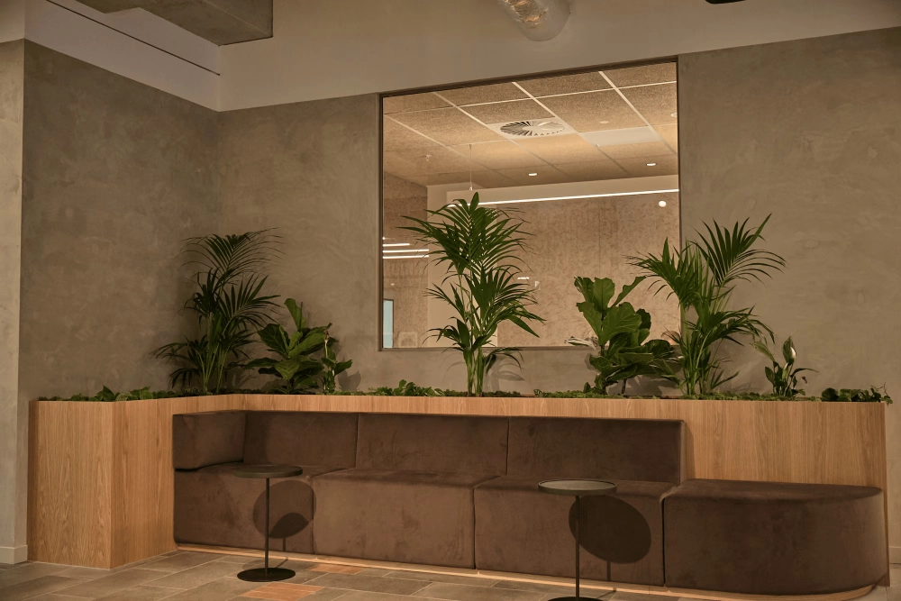 Kentia palms and fiddle-leaf figs in a built-in planter above a curved velvet banquette at Mott MacDonald