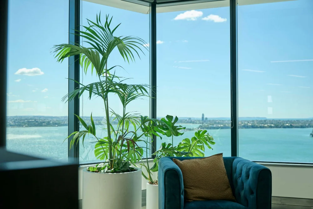 Kentia palm and Monstera in white pots beside a teal armchair with harbour views at Oceania