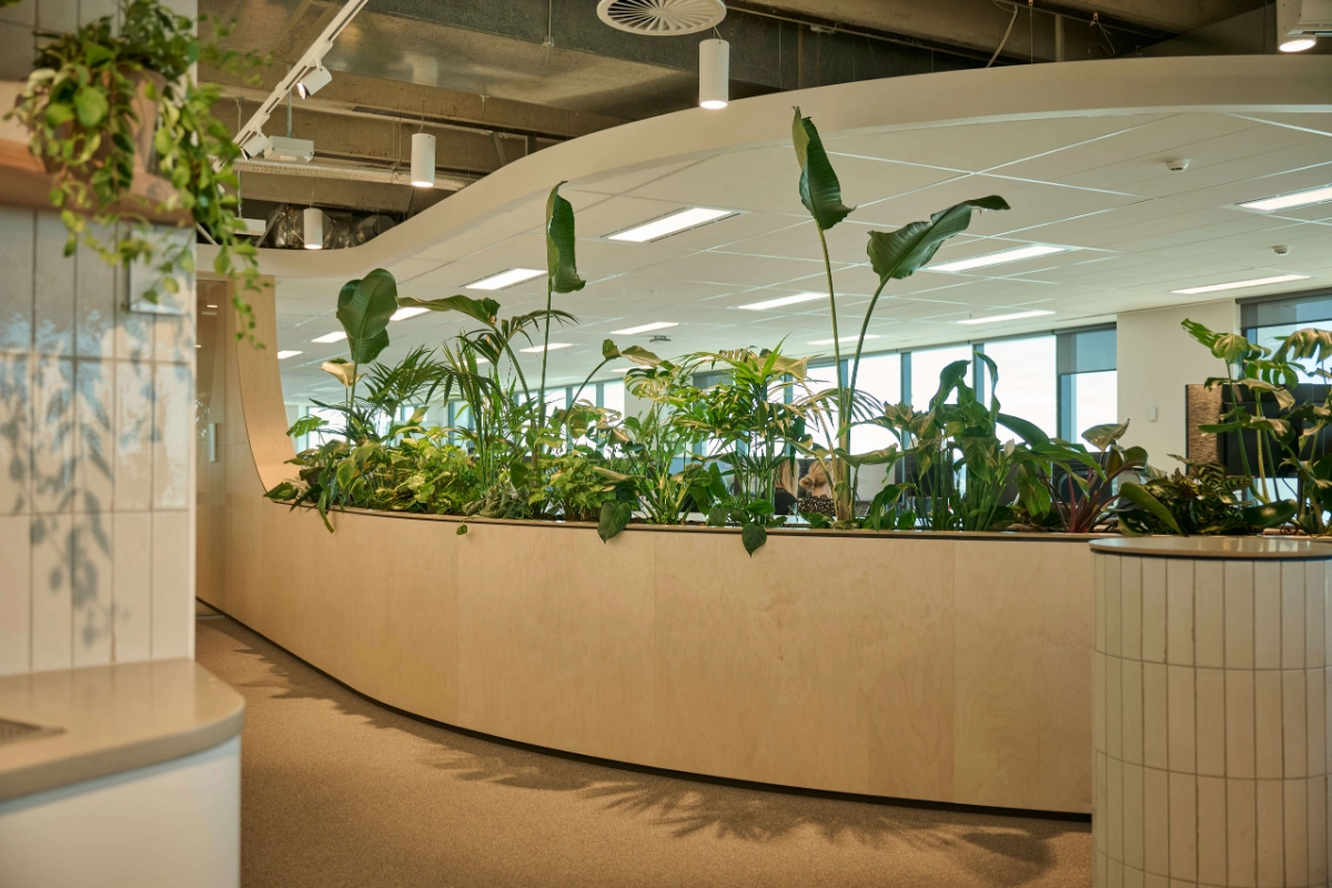 Sweeping curved timber planter of tropical plants in the Oceania open-plan office