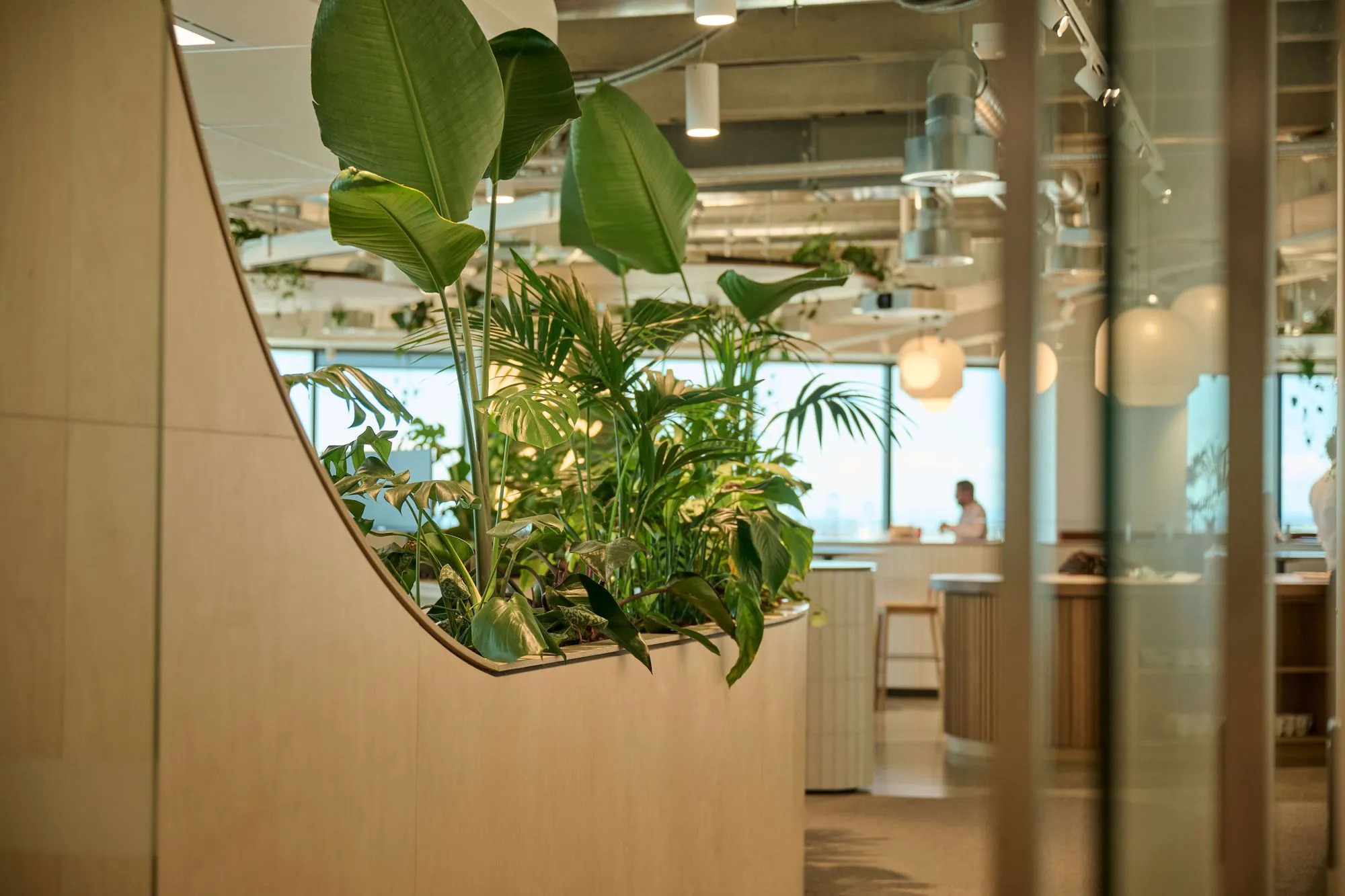 Curved timber planter overflowing with bird of paradise and tropical foliage at Oceania