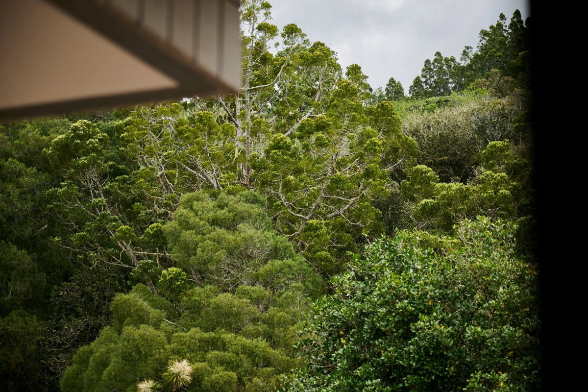 Native bush canopy seen from beneath the building eaves at Orewa Sands
