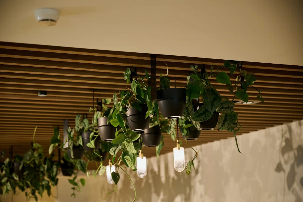 Suspended black pots of trailing pothos beneath the timber batten ceiling at Orewa Sands