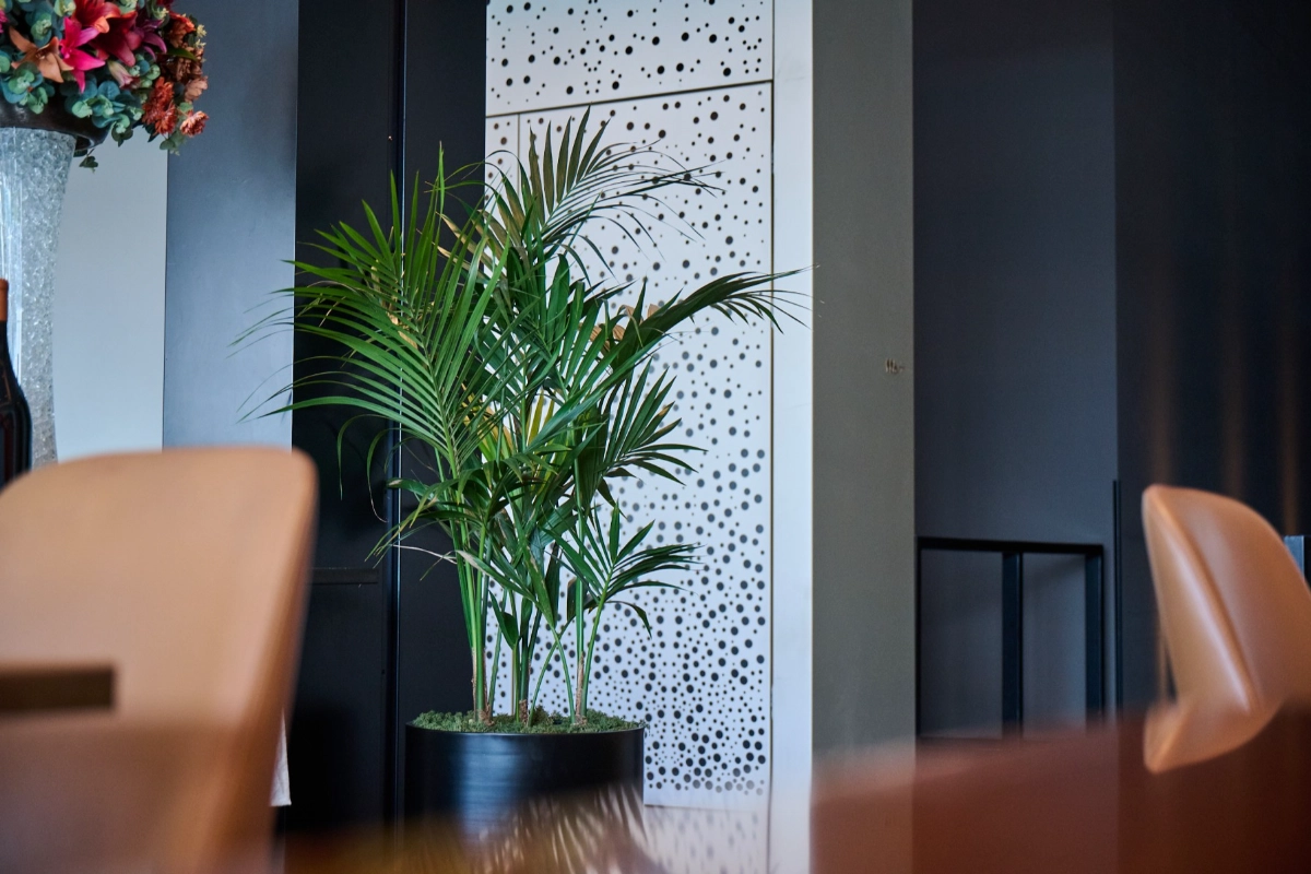 Kentia palm in a black pot before a perforated white screen in the Park Hyatt restaurant
