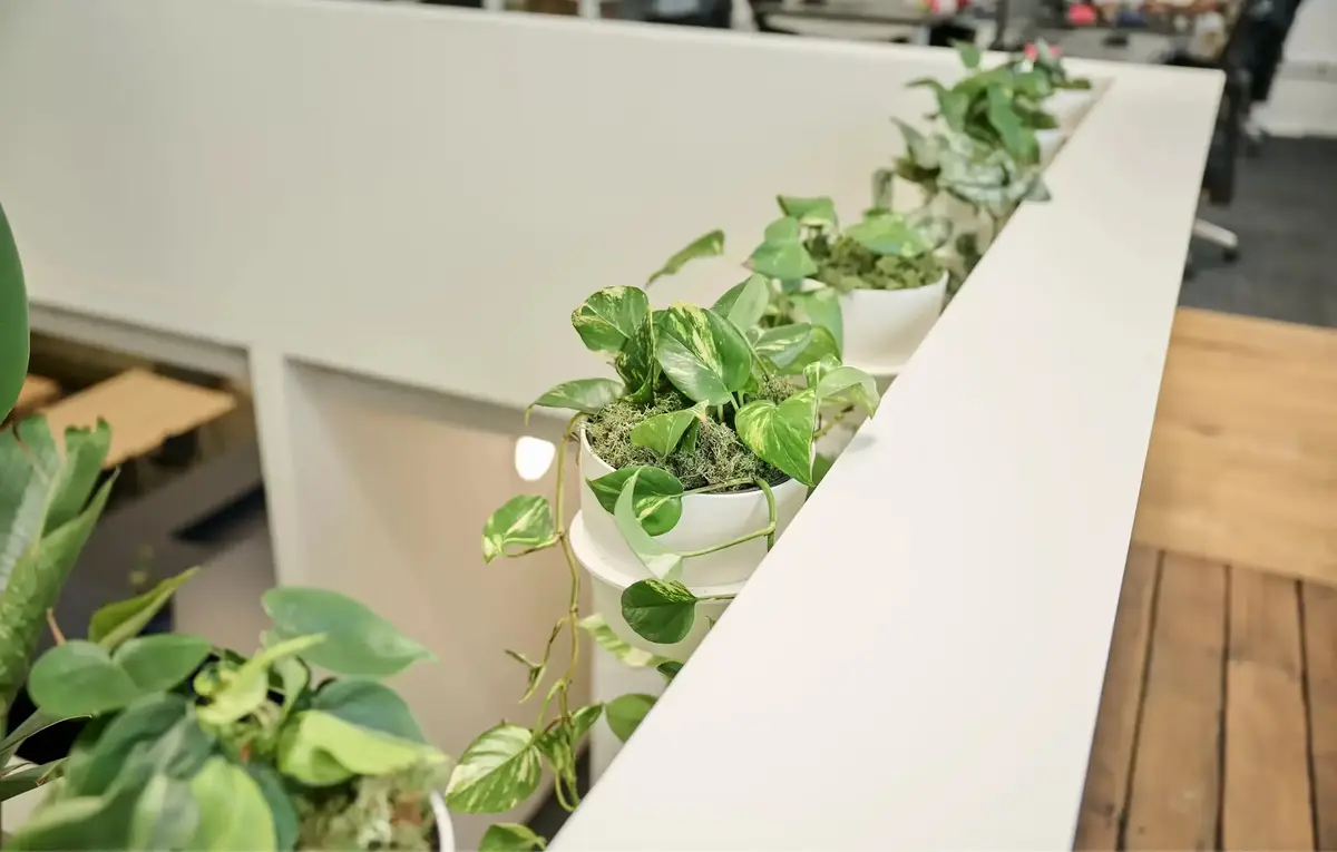 Row of white planters with pothos and moss along a balustrade at Partly