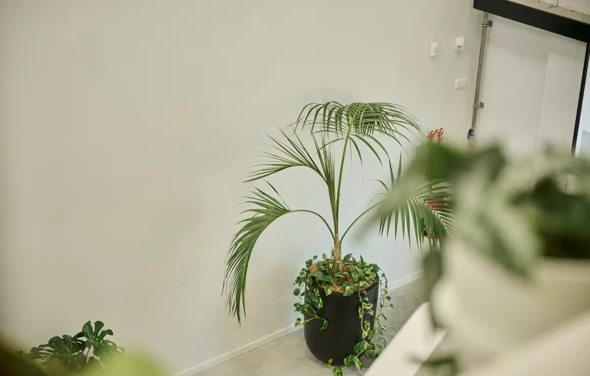 Kentia palm with trailing ivy in a black planter in the Partly office