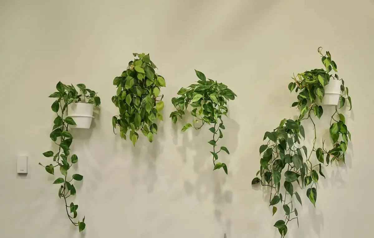 Wall-mounted ring planters of trailing pothos on a white wall at Partly