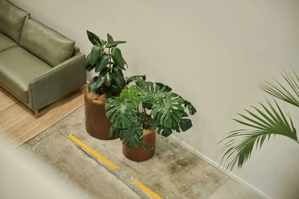 Rubber plant and Monstera in rust planters beside a green leather sofa at Partly
