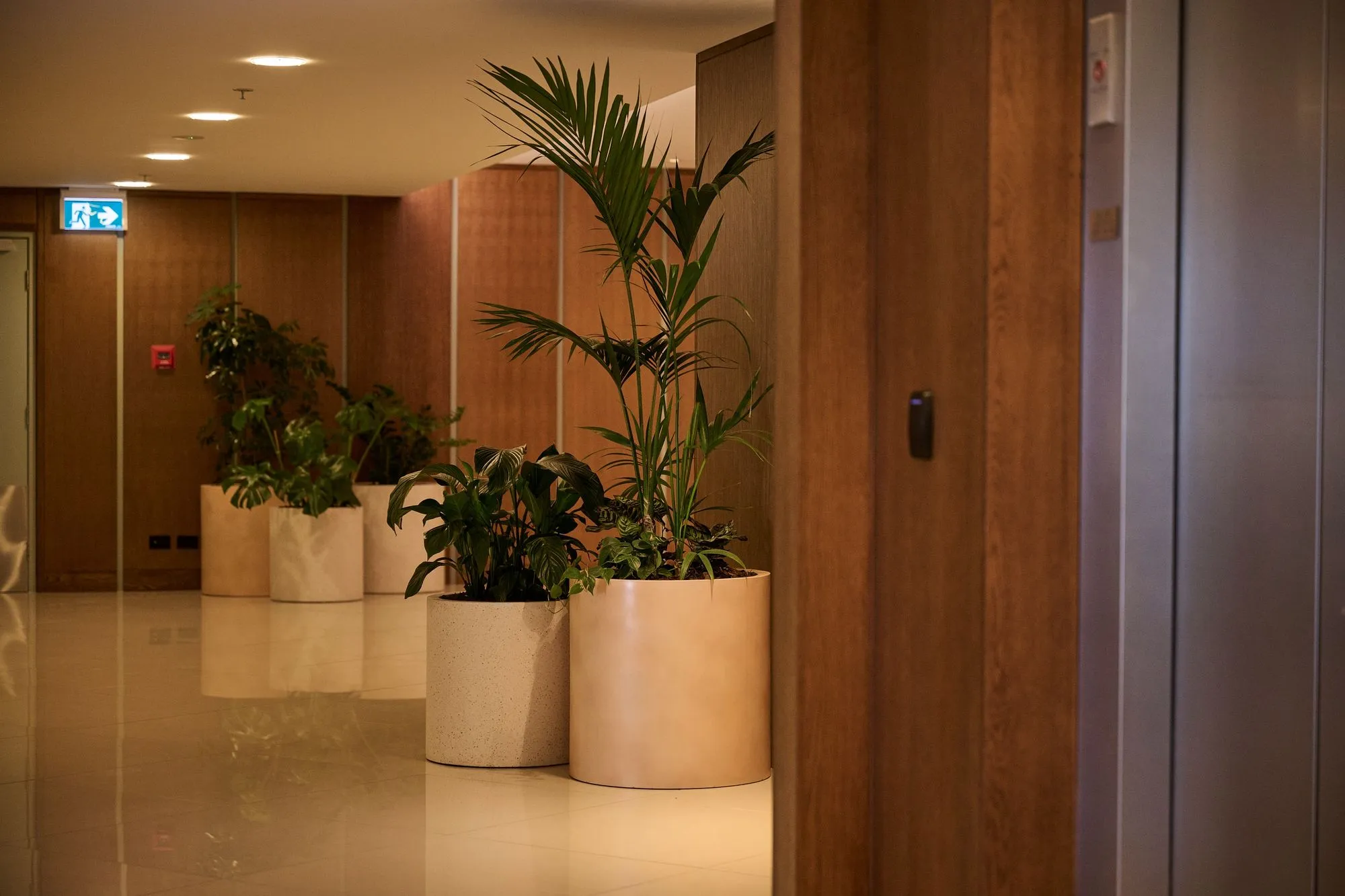 Kentia palms and foliage in cylindrical planters along a timber-panelled corridor at Sudima Auckland Airport