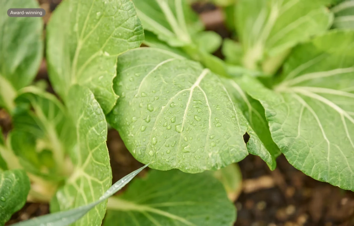 Close-up of bok choy leaves growing in the Sylvia Park community garden