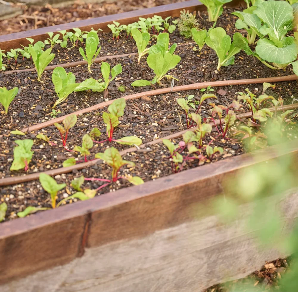 Rows of young leafy seedlings in a timber raised bed at the Sylvia Park community garden