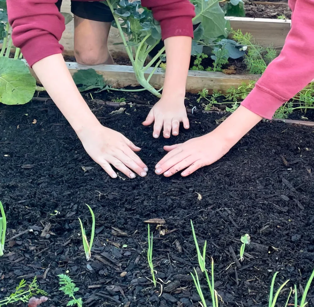 A student's hands pressing compost into a raised garden bed at Sylvia Park