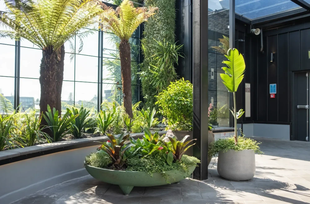 Tree ferns and a green bowl planter of bromeliads in a glazed walkway
