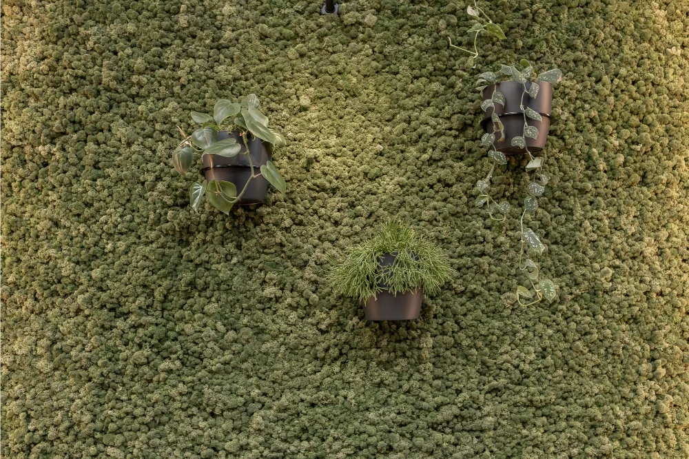 Preserved moss wall with wall-mounted pots of trailing plants