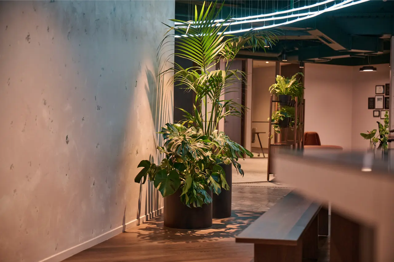 Kentia palm and Monstera in black planters, corridor view): Kentia palm and Monstera deliciosa in black cylinder planters lining the corridor at Kernal Wealth, with further planting visible through the open-plan office beyond.