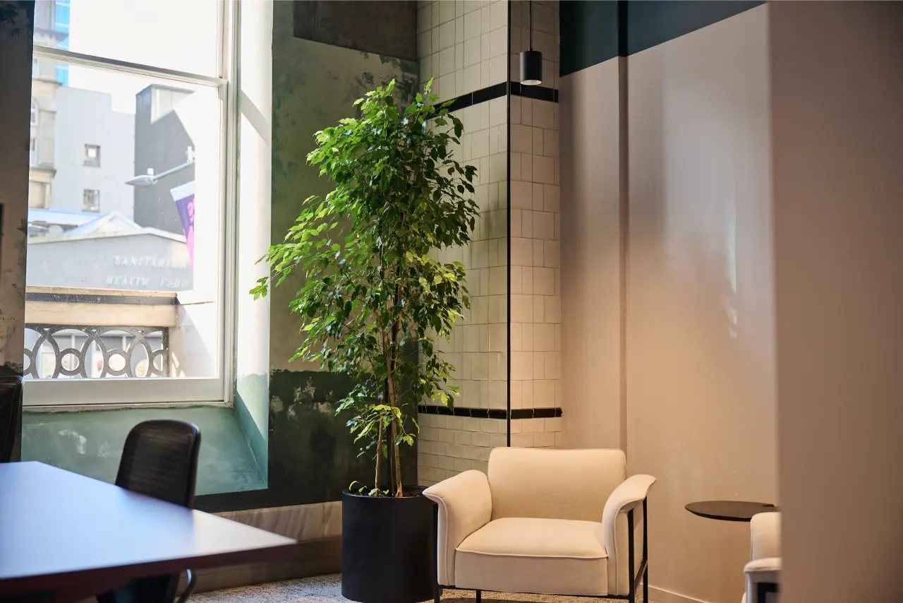 Ficus benjamina beside heritage window, white armchair): Multi-stemmed Ficus benjamina in a black planter catching natural light beside a heritage sash window in the Kernal Wealth office, with white armchair seating alongside.
