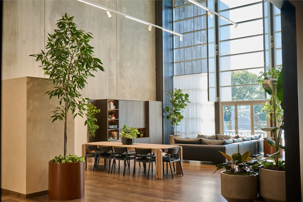 wide showroom view with tall ficus, fiddle leaf fig, Strelitzia, floor-to-ceiling glazing): Wide view of the Blum New Zealand showroom showing tall ficus, fiddle leaf fig and Strelitzia specimens in corten and concrete planters beneath double-height ceilings and full-height glazing.