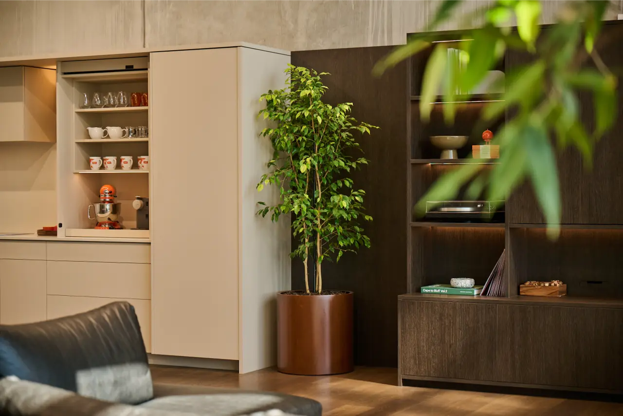 multi-stemmed Ficus benjamina in corten planter between kitchen display and shelving): Multi-stemmed Ficus benjamina in a warm corten cylinder planter positioned between a concealed kitchen display and dark timber shelving unit in the Blum New Zealand showroom.