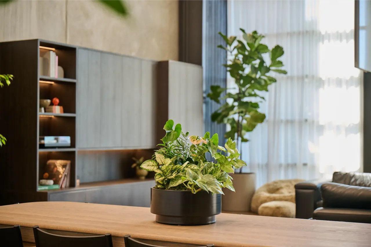 foliage bowl on dining table, fiddle leaf fig and shelving behind): Mixed foliage bowl on the oak dining table with a fiddle leaf fig and fitted shelving beyond, in the Blum New Zealand showroom.
