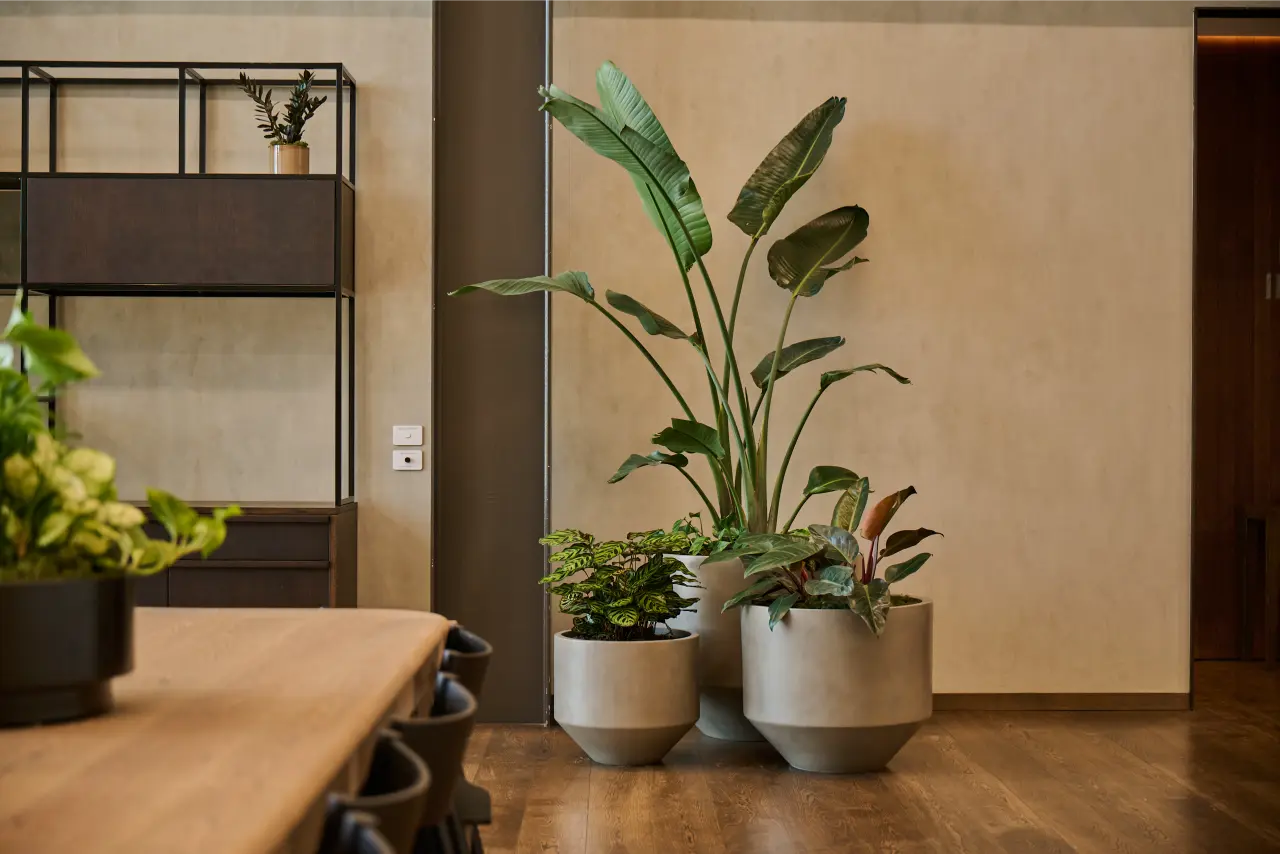 large Strelitzia with calathea and croton in concrete planters, shelving and dining table beyond): Large Strelitzia nicolai with calathea and croton in concrete bevelled planters alongside the dining display, with open shelving and a ZZ plant accent pot in the background.