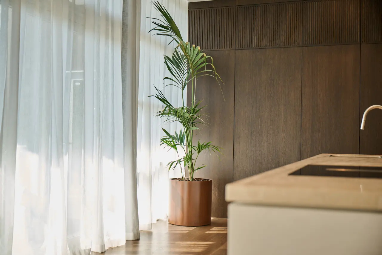 kentia palm in corten planter beside floor-to-ceiling sheer curtains): Tall kentia palm in a corten cylinder planter catching natural light beside floor-to-ceiling sheer curtains and a dark timber wall panel in the Blum New Zealand showroom.