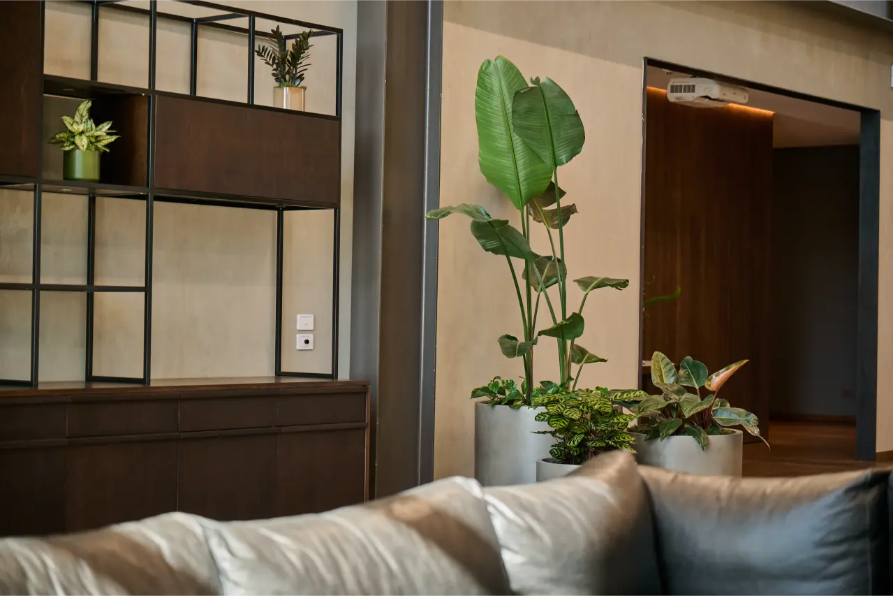 Strelitzia and calathea in concrete planters beside shelving unit, lounge beyond): Strelitzia nicolai and calathea in concrete planters beside a dark timber and steel shelving unit in the Blum New Zealand showroom, with the lounge area visible beyond.