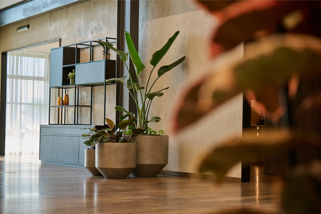 Strelitzia with calathea and croton in concrete planters, low angle, shelving behind): Low-angle view of Strelitzia nicolai with calathea and croton in concrete planters against the Blum New Zealand showroom's concrete wall, with the steel and timber shelving unit behind.