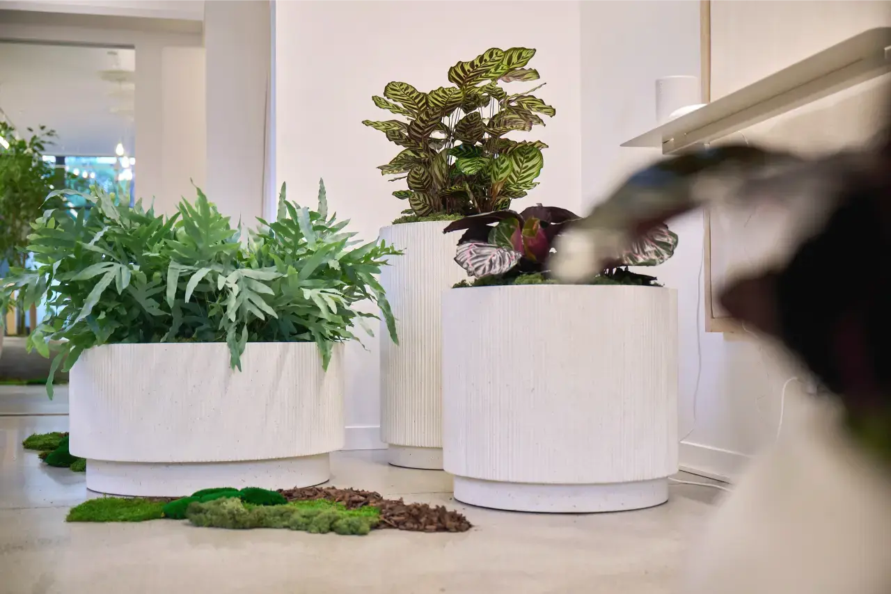 Ripple planters with ferns and foliage in an office