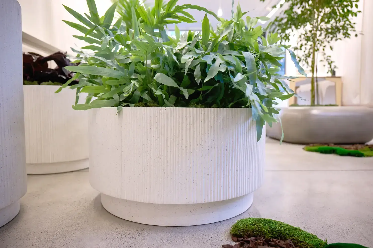 Ripple planter with ferns on a moss-edged floor