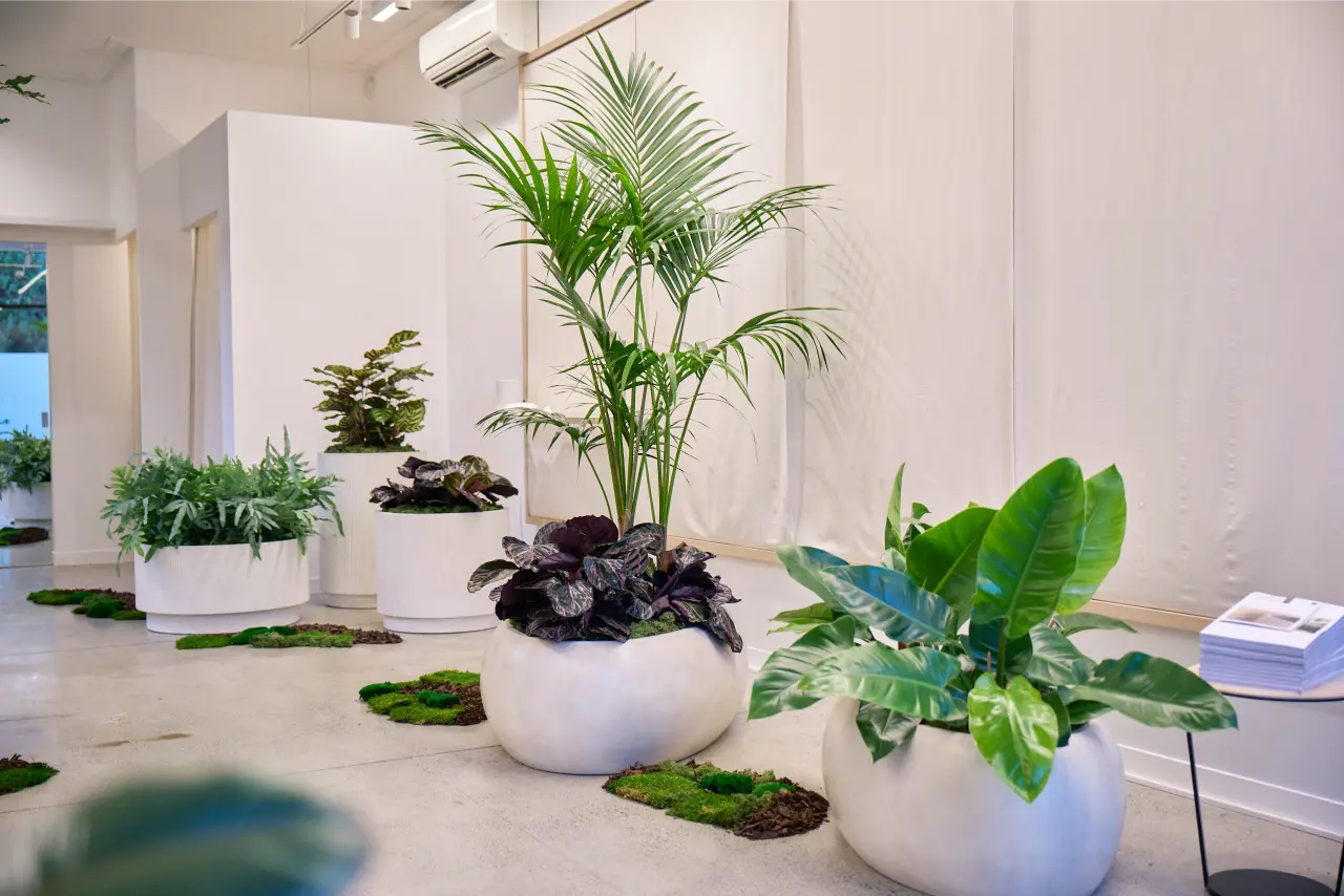 Drift planters with tropical plants arranged across an office floor