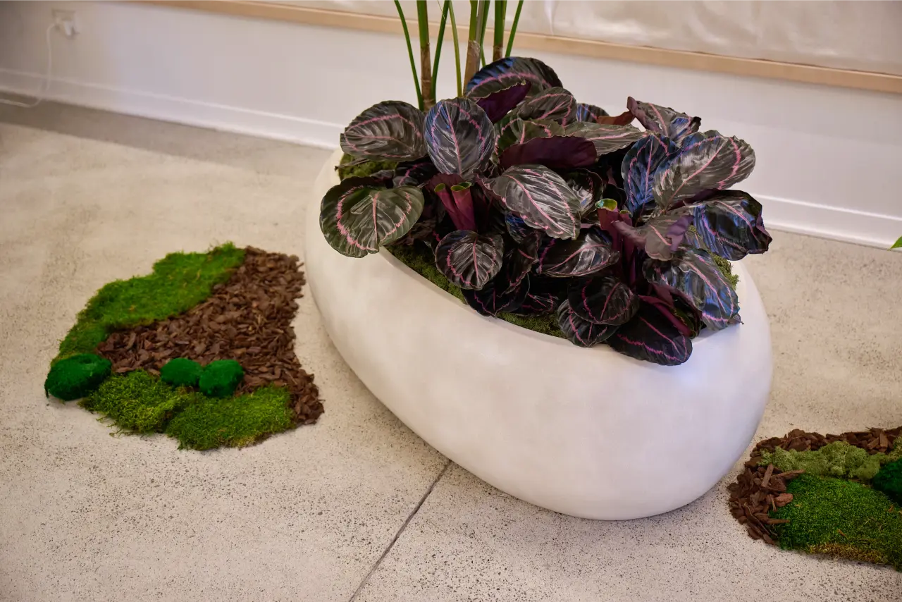 Drift planter with dark-leaved foliage on a moss and bark bed
