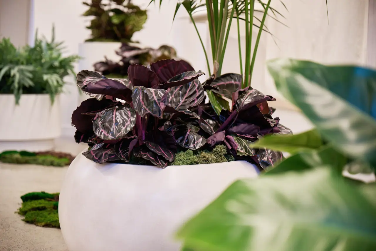 Drift planter with calathea and tropical foliage