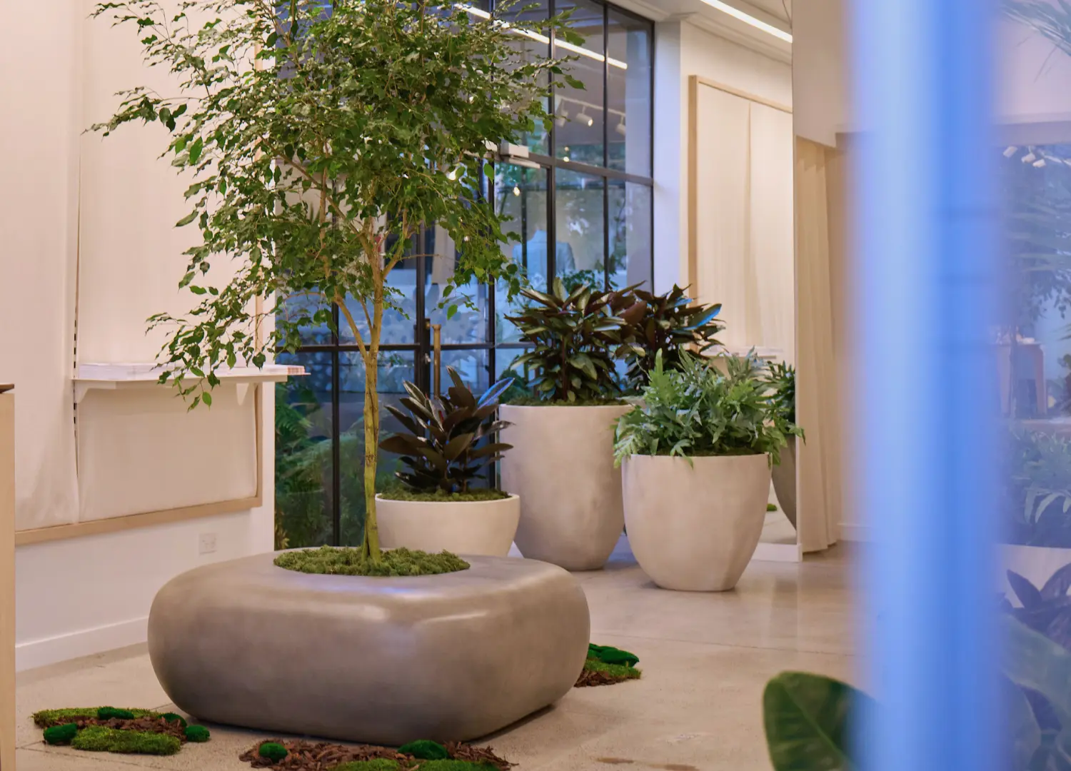 Caldera planters with greenery in a bright office space