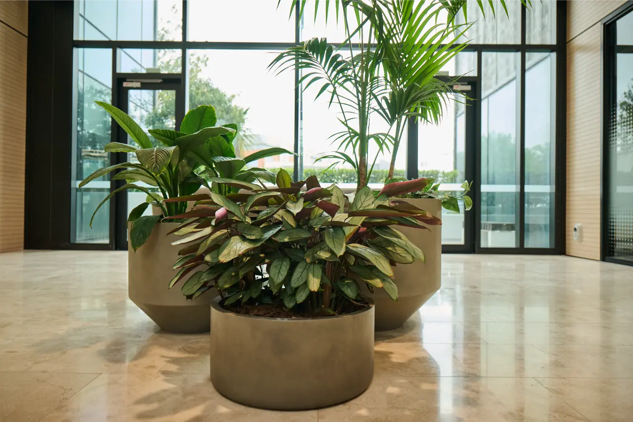 Basin planters with palms and ferns by large windows