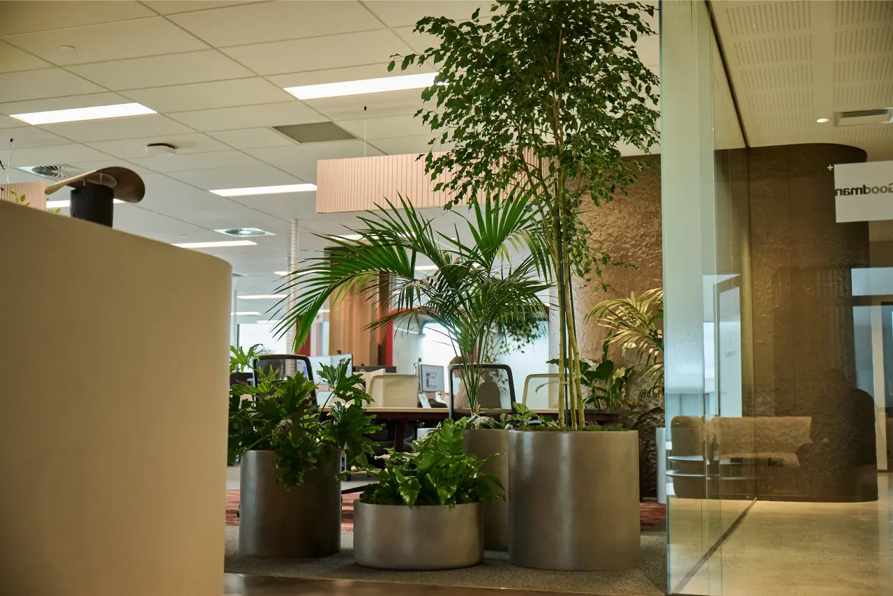 Basin planters with leafy plants in a bright office reception