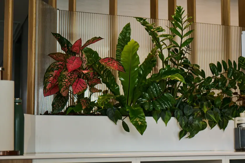 Calathea and ZZ plants in a long planter behind the kitchen bench at Deloitte HQ