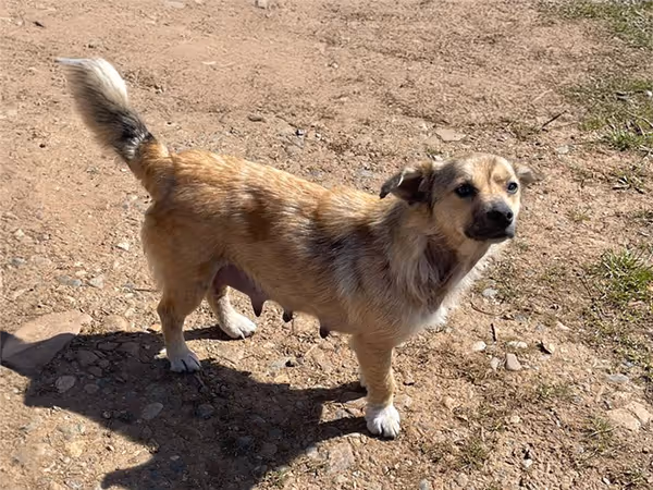 Strassenhund in Leposavic