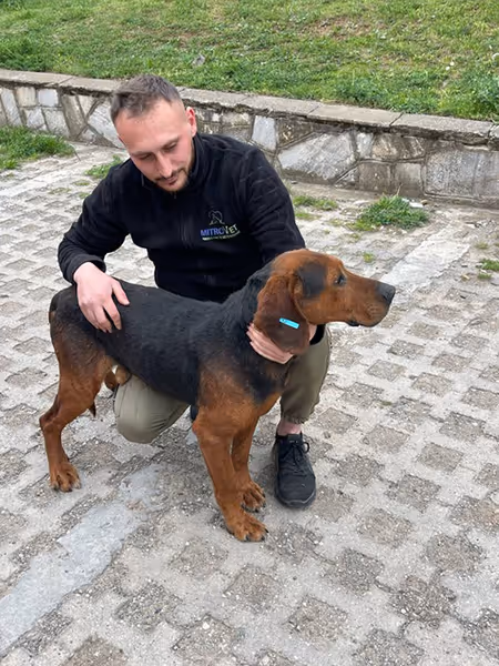Strassenhund und Tierarzt in Leposavic