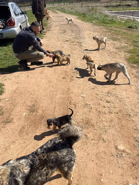 Strassenhund und Tierarzt in Leposavic