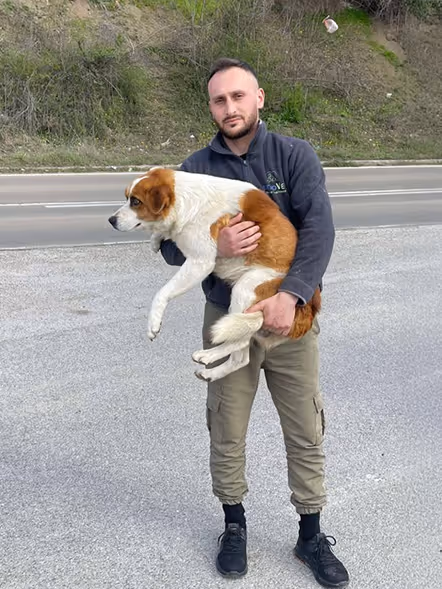 Strassenhund und Tierarzt in Leposavic